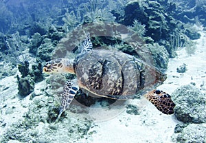 Pacific green turtle swimming great barrier reef, cairns,australia
