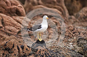 Pacific Gull