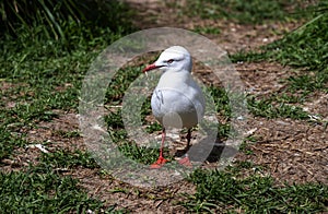 A Pacific Gull (Larus pacificus)