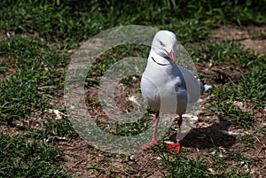 A Pacific Gull (Larus pacificus)