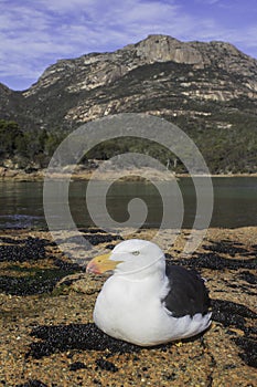 A Pacific Gull sits on rocks in front of Honeymoon Bay and Mt Amos, Hazard Ranges, Freycinet National Park, Tasmania, Australia