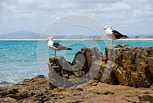 Pacific Gulls