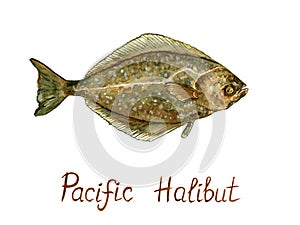 Pacific Halibut Hippoglossus stenolepis, hand painted watercolor illustration design element