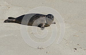 Pacific Harbor Seal Pup