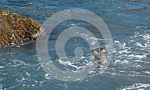 Pacific Harbor Seal at Treasure Island in Laguna Beach, California. photo