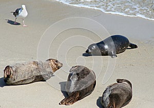 Pacific Harbor Seals on the Beach