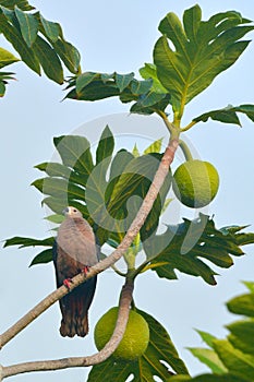 Pacific imperial pigeon sit on a Breadfruit tree in Rarotonga Co