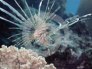 Pacific Juvenile Lionfish