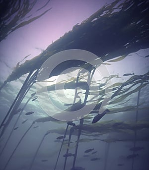 Pacific Kelp Forest photo