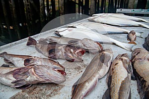 Pacific Lingcod and Halibut photo