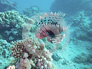 Pacific lionfish in coral reef during a dive in Bali