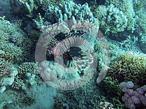 Pacific lionfish in coral reef during a dive in Bali