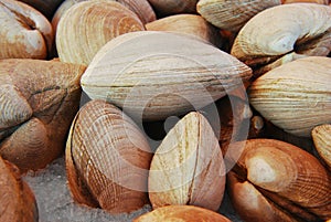 Pacific Littleneck Clams on ice