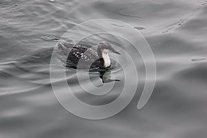 Pacific Loon