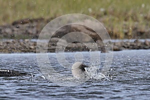Pacific Loon or Pacific Diver catching a fish while thrashing around in arctic waters