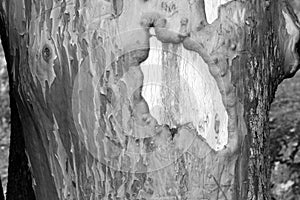 Pacific Madrona Madrone Arbutus Tree Trunk Bare Wood Gnarly Bark