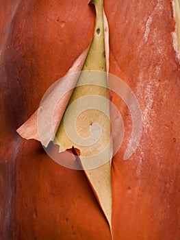 Pacific Madrona Tree (Arbutus)