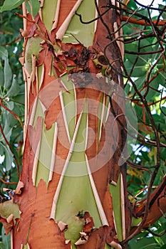 Pacific Madrona tree