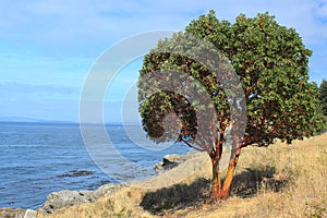 Pacific Madrone Tree