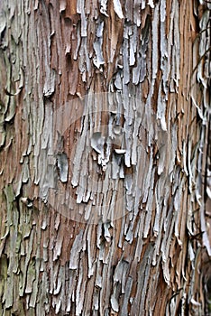 Pacific madrone tree bark texture