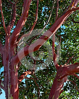 Pacific Madrone Tree