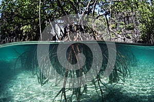 Pacific Mangrove