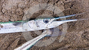 Pacific Needlefish