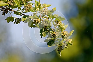 Pacific Ninebark (Physocarpus capitatus photo