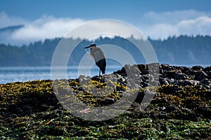 Pacific Northwest blue heron