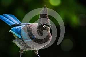 Pacific Northwest Blue Jay Perched