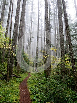 Pacific Northwest Forest