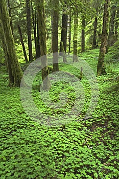 Pacific Northwest Forest Floor