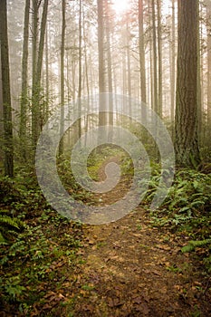 Pacific Northwest Forest on a Foggy Morning.