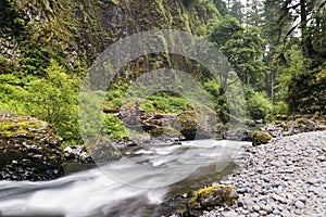 Pacific Northwest Forest stream