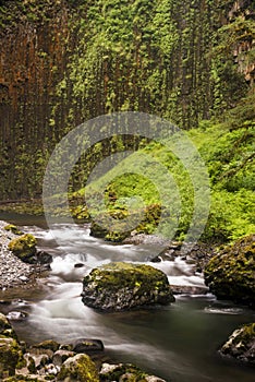 Pacific Northwest Forest stream