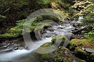 Pacific Northwest Forest Stream