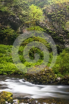Pacific Northwest Forest stream