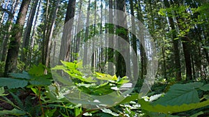 Pacific Northwest Forest Underbrush 4K UHD