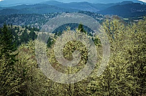 Pacific northwest forest in winter