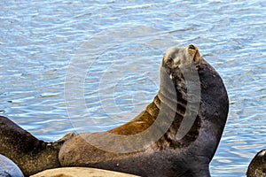 Pacific Northwest Sea Lions and Seals