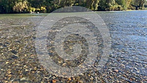 Pacific Northwest wild salmon spawning in shallow water of flowing river