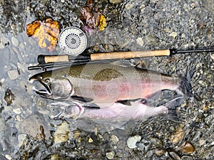 Pacific Northwest wild silver coho salmon next to fly reel and rod during autumn