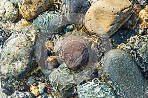 Pacific ocean bottom rocks