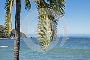 Pacific Ocean coast with palm tree