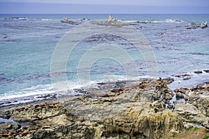 The Pacific ocean coast with sea lions resting on rocks, Cape Arago State Park, Coos Bay, Oregon
