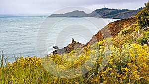 The Pacific Ocean coastline in Marin Headlands on a foggy day; Golden Yarrow Eriophyllum confertiflorum wildflowers blooming on
