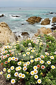 Pacific Ocean Flowers