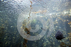 Pacific Ocean Kelp Forest