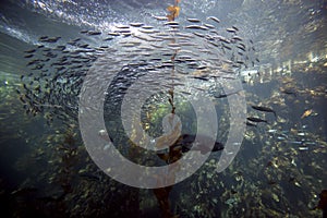 Pacific Ocean Kelp Forest