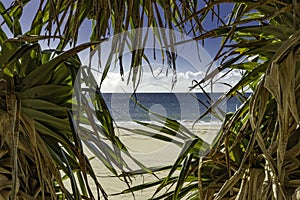 Pacific Ocean and Palm Trees on a Beach in Australia